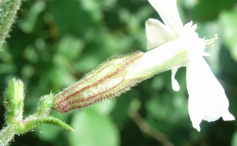 Silene latifolia